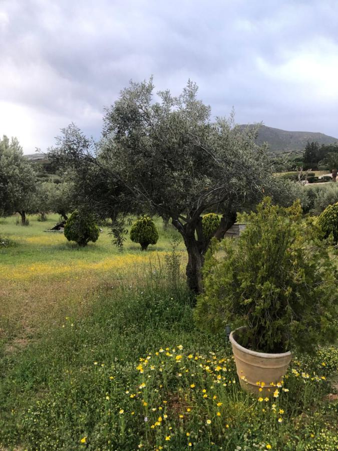 Olive Grove Guest House Anavyssos Exterior foto