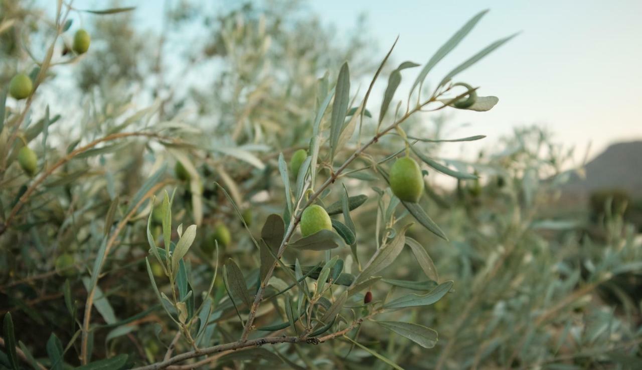 Olive Grove Guest House Anavyssos Exterior foto